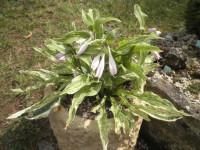 /album/fotogalerie-nabidka/hosta-london-fogg-jpg/